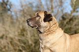 KANGAL 013